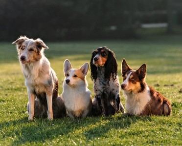 Dogs Sitting Together